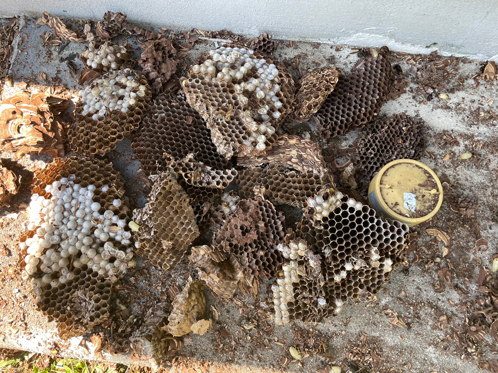 富山県高岡市のヒメスズメバチ駆除実績