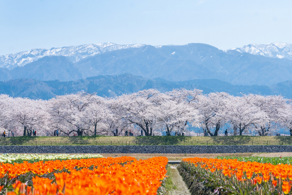 富山県朝日町の画像です