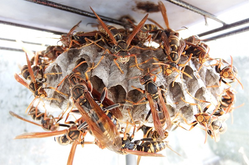 You are currently viewing アシナガバチが巣を失ったらどうなる？生態、習性、駆除後の対処法まで徹底解説