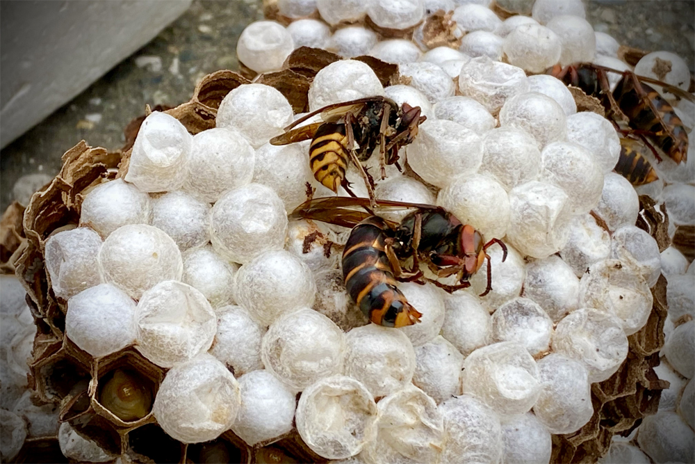 You are currently viewing 【画像付き】スズメバチの女王蜂：大きさの見分け方、生態、駆除方法まで