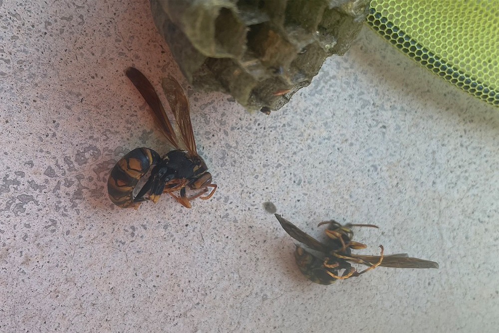 駆除されたアシナガバチの女王蜂と働き蜂