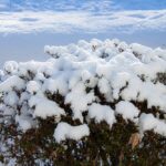 つつじの木に降り積もった雪