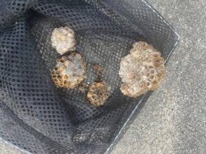 投稿についてもっと詳しく 富山県高岡市でアシナガバチの巣を駆除｜調査法と駆除作業内容を紹介（2025年6月20日）