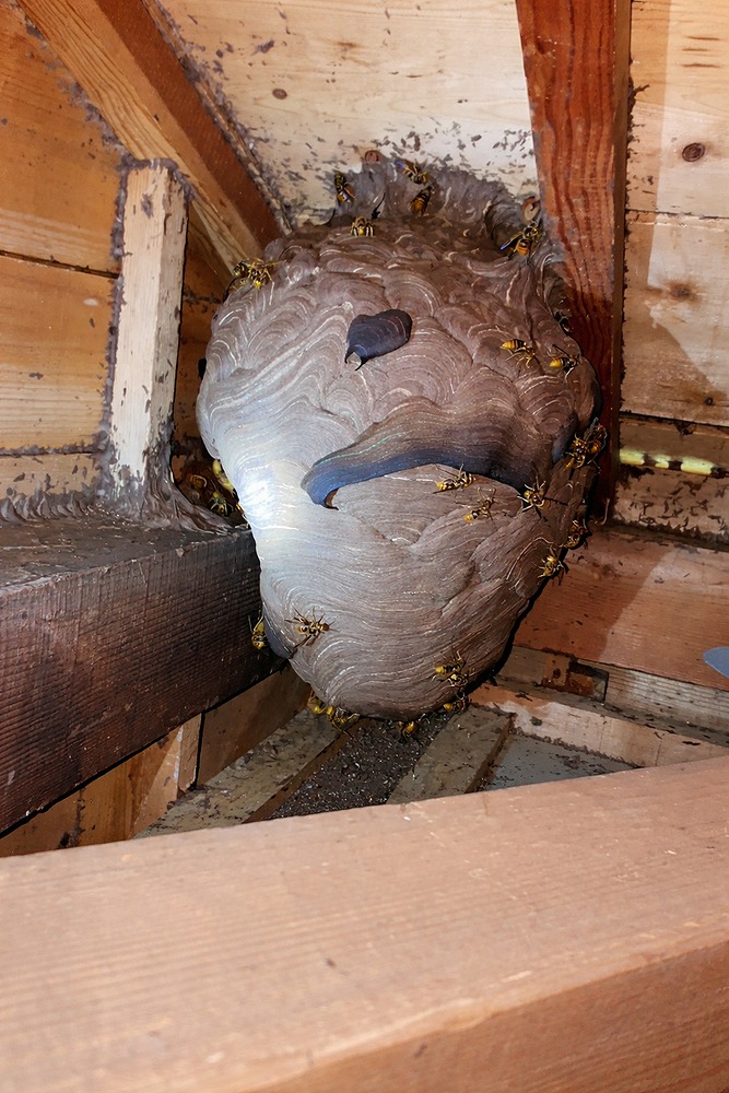 富山県内の屋根裏に作られたキイロスズメバチの大型巣（成虫が多数確認できる状態）