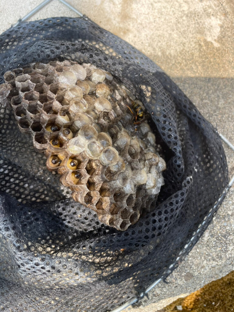 氷見市のガスタンク付近から撤去した約12cmのアシナガバチの巣