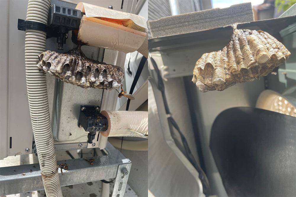 富山県高岡市のエアコン室外機の配管周辺に作られた2つのアシナガバチの巣