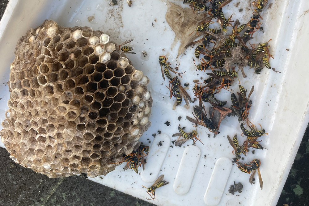 上市町のエアコン室外機から撤去したアシナガバチの巣と駆除後の成虫