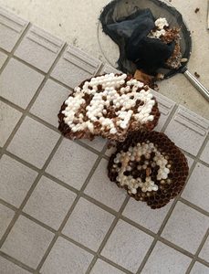 富山県高岡市の住宅1階通気口から撤去した約25cmのモンスズメバチの複数の巣板