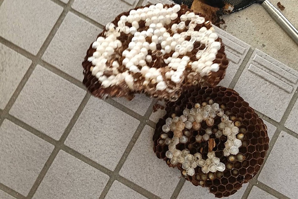 高岡市で撤去したモンスズメバチの巣内部に残る多数の幼虫とさなぎ