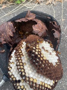 氷見市で撤去したキイロスズメバチの巣の内部と多数の巣房や幼虫