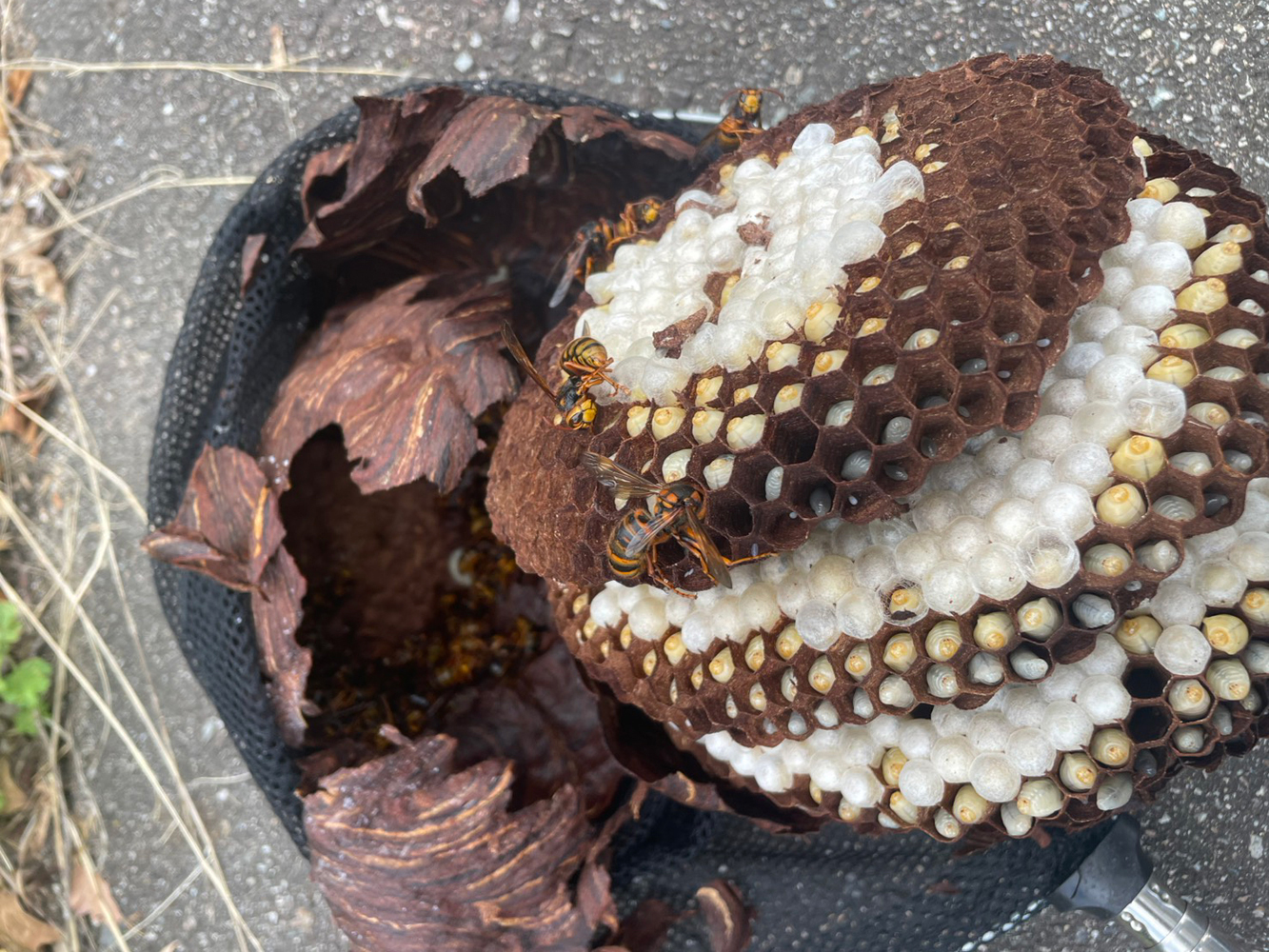 撤去した約30cmのキイロスズメバチの巣と成虫や幼虫がいる内部の様子