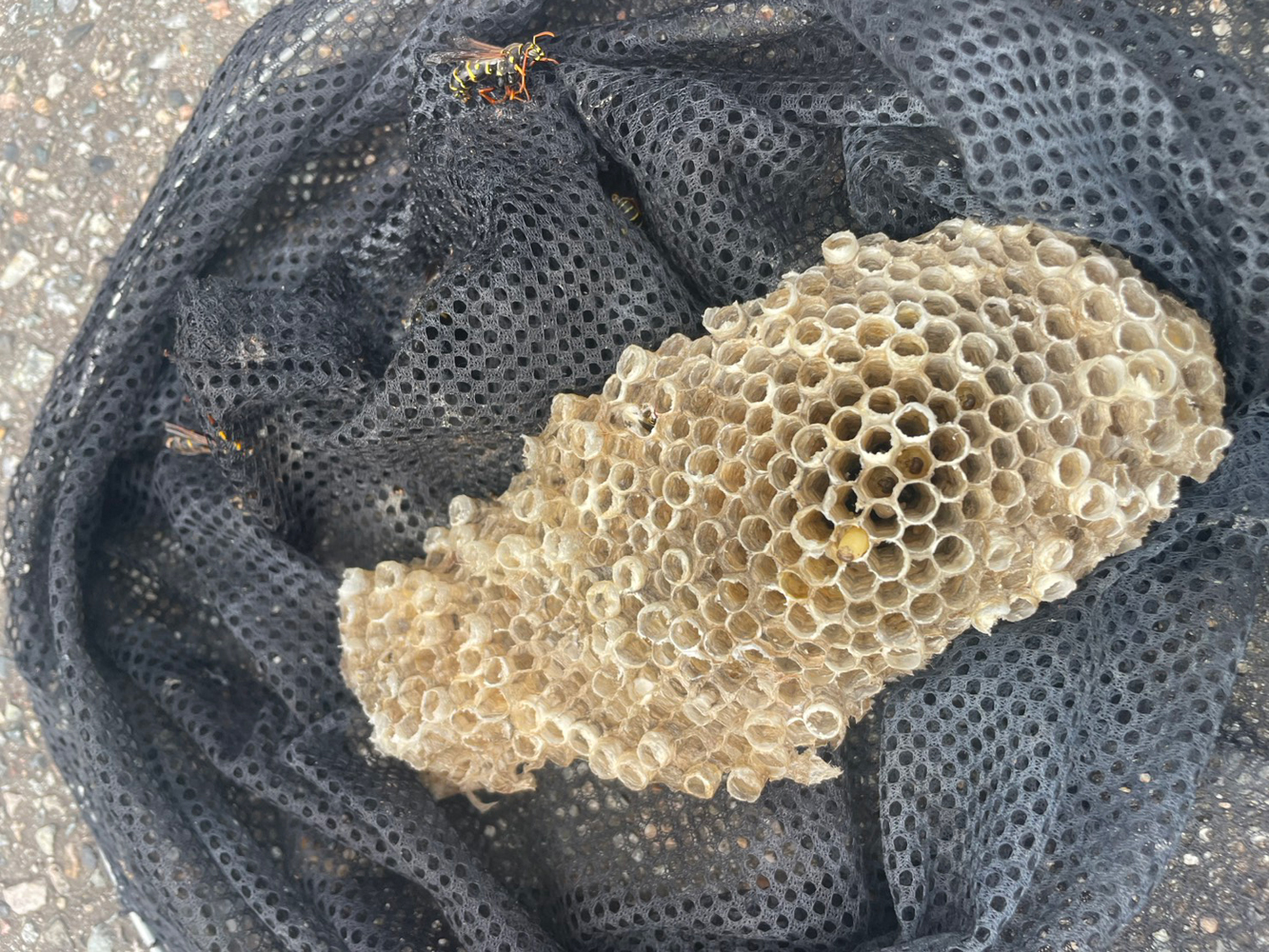 img_119.jpg 撤去したアシナガバチの巣に並ぶ多数の巣房と周囲の成虫