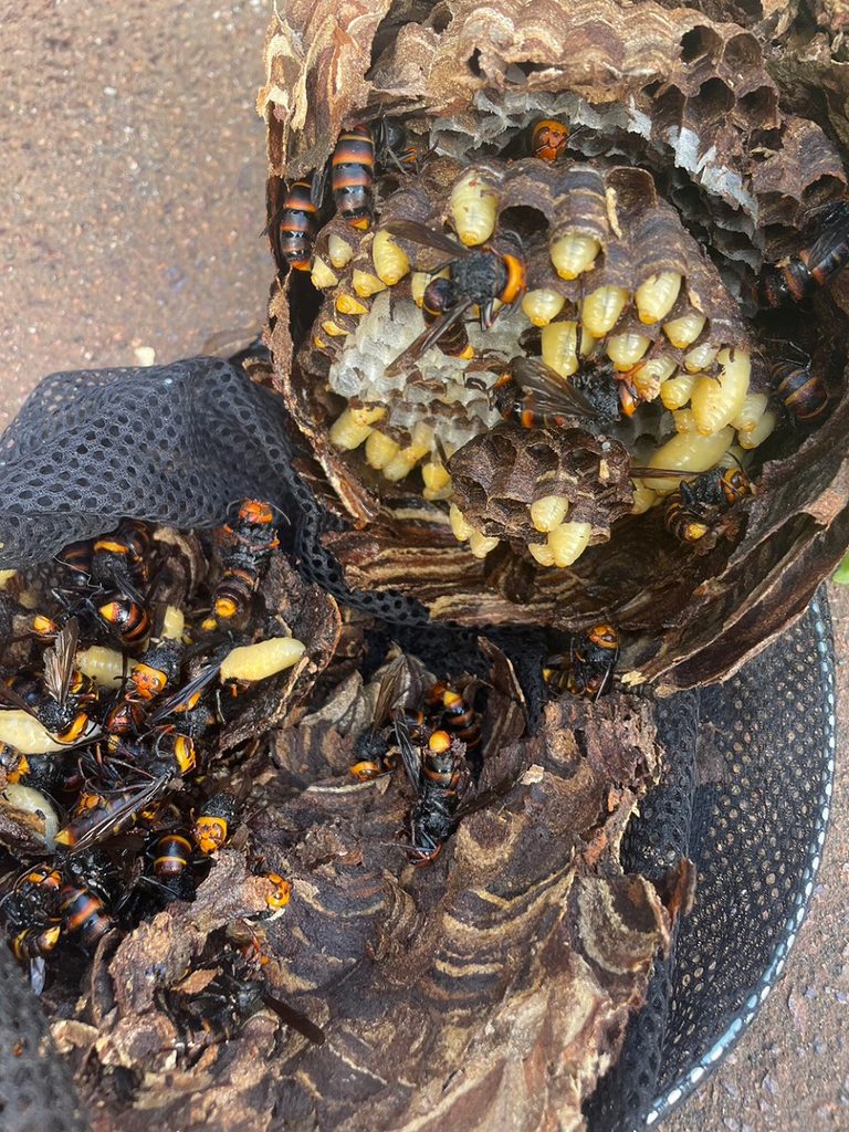 撤去したコガタスズメバチの巣の内部にいる成虫と幼虫と蛹